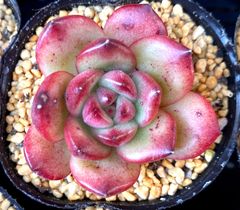 マルボロ　エケベリア　韓国苗　多肉植物