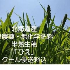 ⭐ひえ 半熟生穂 500g⭐無農薬無化学肥料栽培⭐北海道から送料無料⭐農enファーム