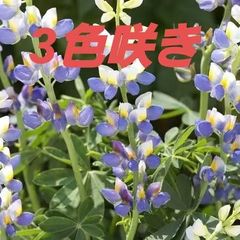 【花の種】１０粒　ルピナス　ブルージャベリン　三色咲き　珍しい品種