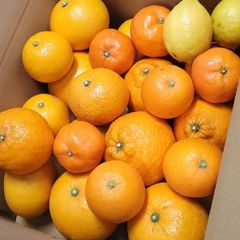 旬の柑橘【詰め合わせ6種】『小玉』  約2Kg(箱込)60