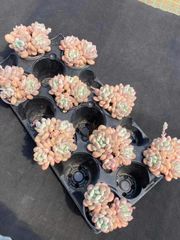 抜き苗 ゼルダ姫 MY22×18株 ふっくら 多肉植物 エケベリア サボテン 韓国苗 新入荷