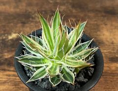 Agave/アガベ 王妃乱れ雪錦 美株！ 発根済み 送料込み