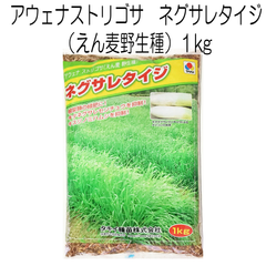 ネグサレタイジ　アウェナストリゴサ（えん麦野生種）種子　1kg【種】タキイ種苗　緑肥の種　大根や人参が綺麗にできます