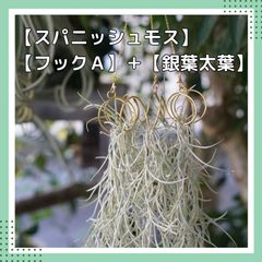 【スパニッシュモス専用フックA】＋【銀葉太葉スパニッシュモス】 チランジア　ウスネオイデス エアプランツ ハンガー
