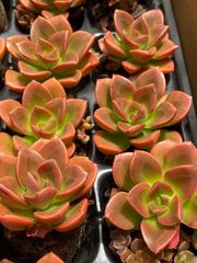 新入荷 12種類セット NT12×72苗 土付き 詰め合わせ 多肉植物