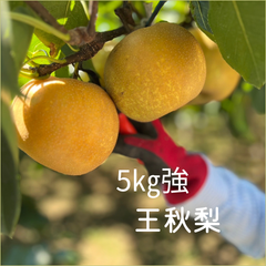梨　王秋　おうしゅう　埼玉県産　約5㎏強