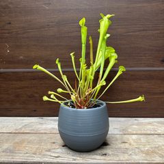⑥ サラセニア フラバレッド 食虫植物 4.5号 現品 Sarracenia Flava Red ヘイシソウ 瓶子草 ⑧