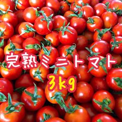 宮崎県産 完熟ミニトマト 3kg セール❗️