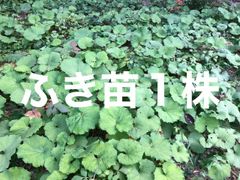 葉わさび苗 5本〜200本 - メルカリ