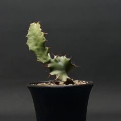 "Euphorbia graniticola" ユーフォルビア グラニティコラ 管理2259