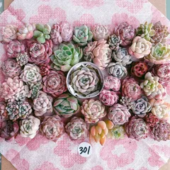 301  お得用 多肉植物寄せ植えセット