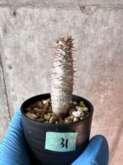 【現品限り】パキポディウム・グラキリス【A31】 Pachypodium gracilius【植物】塊根植物 夏型 コーデックス
