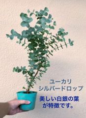 ユーカリ　シルバードロップ　ポット苗