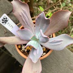 レア多肉　クリブラ　抜き苗　多肉植物　モフ多肉　エケベリア