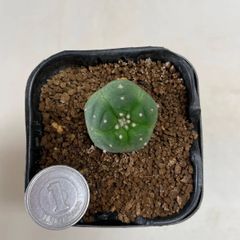 多肉植物　サボテン　ギンカン玉　抜き苗　根付き