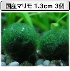 【国産まりも1.3cm×3】水草 インテリア  観葉植物