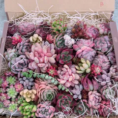 多肉植物 寄せ植え用 大盛りset♡B