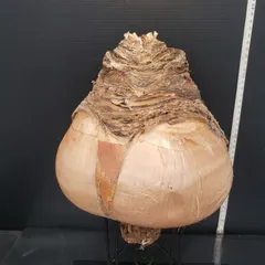 f*u様 オークション！ 特大 ブーファン ハエマンソイデス 現地株 現地球 塊 ハエマンソイデス ブーファン 特大現地球 発根済み 塊根植物専門