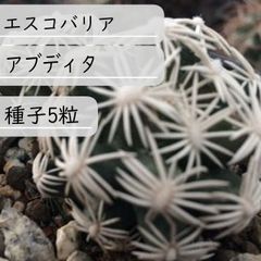 【種子】エスコバリア・アブディタ 種子5粒