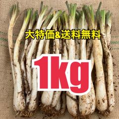 【祝メルカリShops開設価格！健康美容野菜！初物！】沖縄　伊江島産　島らっきょう　1kg