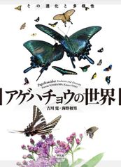 極貴重】アンダマンホソバジャコウアゲハ♂♀標本☆アンダマン諸島産