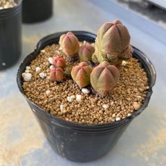 速達＊多肉植物 カット苗 クラッスラ だるま緑塔 発根済