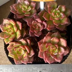 レティジア5苗＆セダム】初心者様オススメ♡木曜日発送