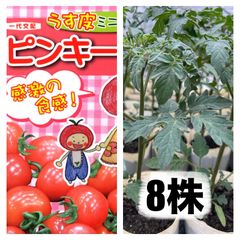 ミニトマト苗ピンキー8本‼️夏野菜苗‼️苗の専門店