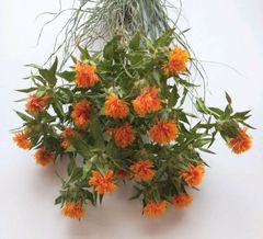 ドライフラワー 紅花 ススキの葉 花材 リース アレンジ インテリア 送料無料