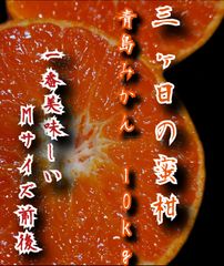 三ヶ日青島みかん10kg　ご家庭用【農家直送】