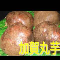 石川県  加賀産丸いも 2キロ
