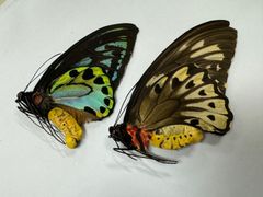 蝶の標本★マライタ島産アオメガネペアNo.3