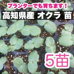 【4月12日頃〜順次発送予定】5本 オクラ 苗 野菜 即購入OK  wvbg