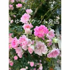バラ大株 B 野薔薇 ノイバラ ピンク × 白グラデーション小花 抜き苗