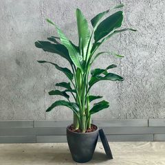 HanaGokoro：観葉植物 現品のみ - メルカリShops