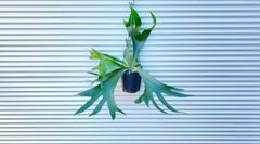 【観葉植物】ビカクシダ・アルシコルネ　コウモリラン　5号　釣り鉢　ハンギング
