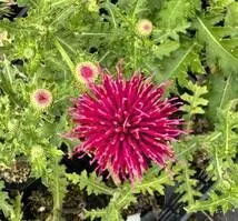 美しい古美術◾️蔵から紺色のアザミの花が描かれたステキな雰囲気の夏茶碗？が出て来た 美しい古美術◾️蔵から紺色のアザミの花が描かれたステキな