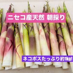 送料無料☆ニセコ産天然根曲がり竹！ネコポスいっぱい1kg☆ネマガリタケ 姫竹 - メルカリ