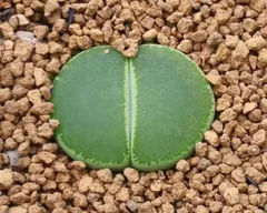 2025年最新】リトープスの人気アイテム - メルカリ