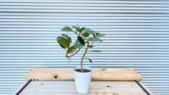 【観葉植物】フィカス　ルビギノーサ（フランスゴムの木）5号鉢