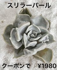 スリラーパール 多肉植物 多肉 エケベリア 韓国苗 コブエケ 人気