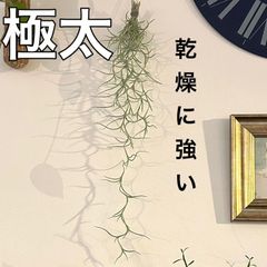 細葉4】ウスネオイデス スパニッシュモス エアープランツ 観葉植物