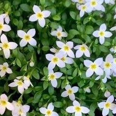 ヒューストニア(ヒナ草) (中苗)     3苗