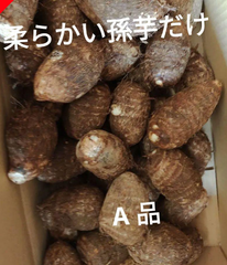 A品！一番人気の品種！大和里芋　S～2Lサイズ混合　三キロ箱込み土つき