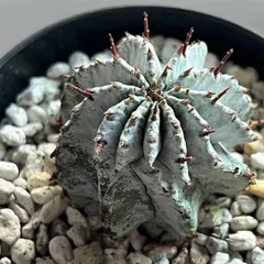 2025年最新】ユーフォルビア ホリダ白衣の人気アイテム - メルカリ