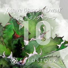 SEEDSTOCK - メルカリShops
