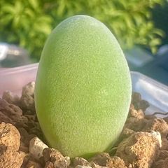 ご専用ページ