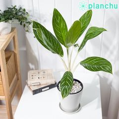 PLANCHU 観葉植物 アグラオネマ スノーホワイト 5号鉢 受け皿付き 育て方説明書付き Aglaonema commutatum ‘Snow White’ 幸せを招くタイの宝石 アロイド