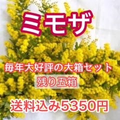 ミモザ（銀葉アカシア）生花