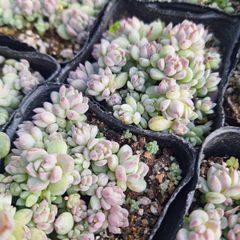 ☆プロリフェラ☆多肉植物